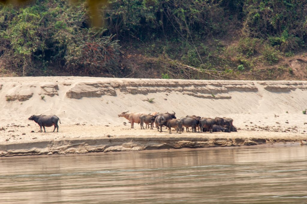 Animals Along the Mekong