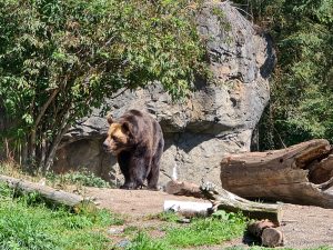 Brown Bear at Seattle Zoo