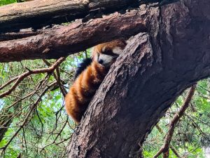 Red Panda at Seattle Zoo