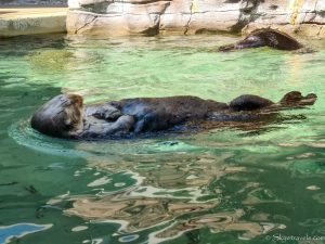 Sea Otter at Seattle Aquarium
